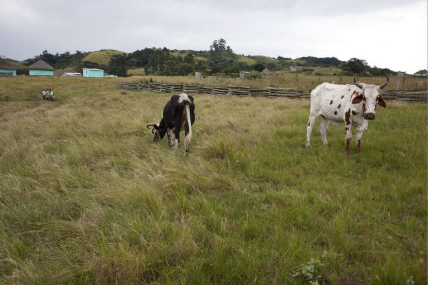 Eine pastorale Szene mit Kühen auf Gras, ein paar Menschen, Bäume und Häuser mit Zäunen unter einem klaren Himmel.