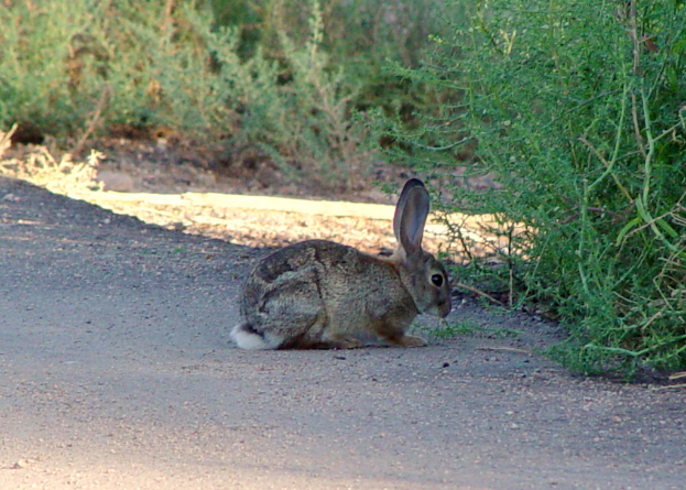 Ein Hase steht auf einer Straße mit Pflanzen im Hintergrund.