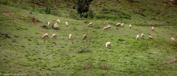 Eine Schafherde, die auf einer saftigen grünen Hügelfläche mit Bäumen und Pflanzen im Hintergrund grast, mit Text in der linken unteren Ecke.