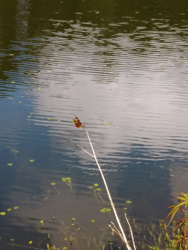 Eine Libelle auf einem Stock in einem Teich sitzend, umgeben von grünen Pflanzen und treibenden Blättern.