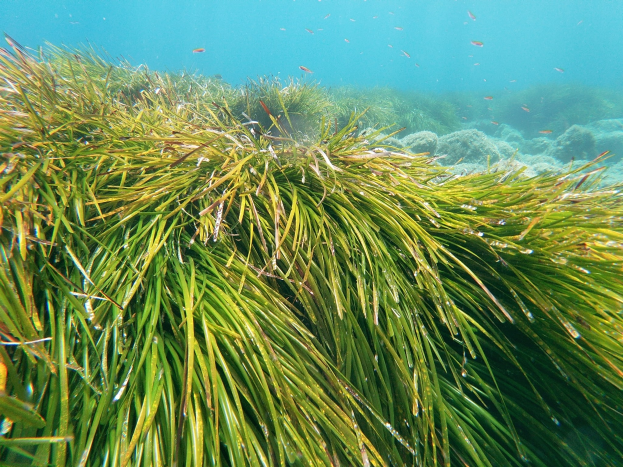 Leuchtende Unterwasser-Szene mit schaukelnder grüner Seegras und ein paar Fischen, die darum herum schwimmen.