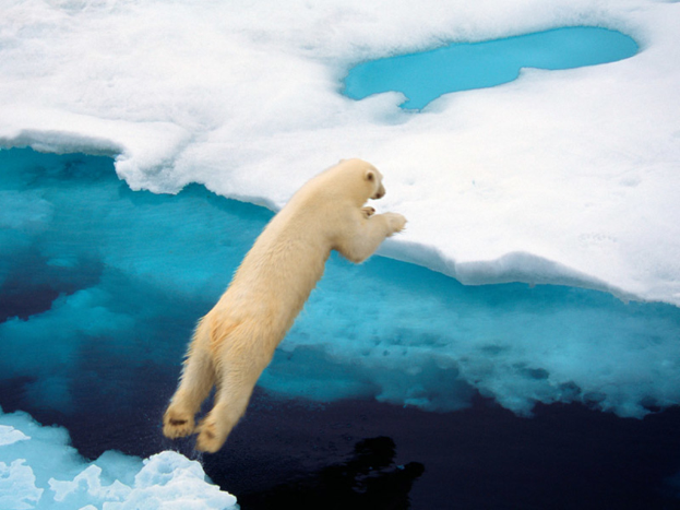 Ein Bär springt von einem Eisblock zum anderen.