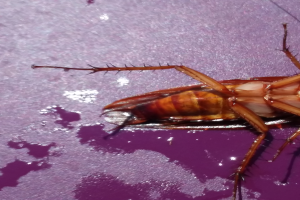 Ein Kakerlak krabbelt auf einer violetten Oberfläche.