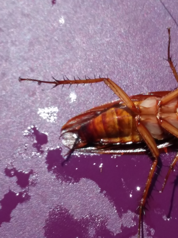 Ein Kakerlak krabbelt auf einer violetten Oberfläche.