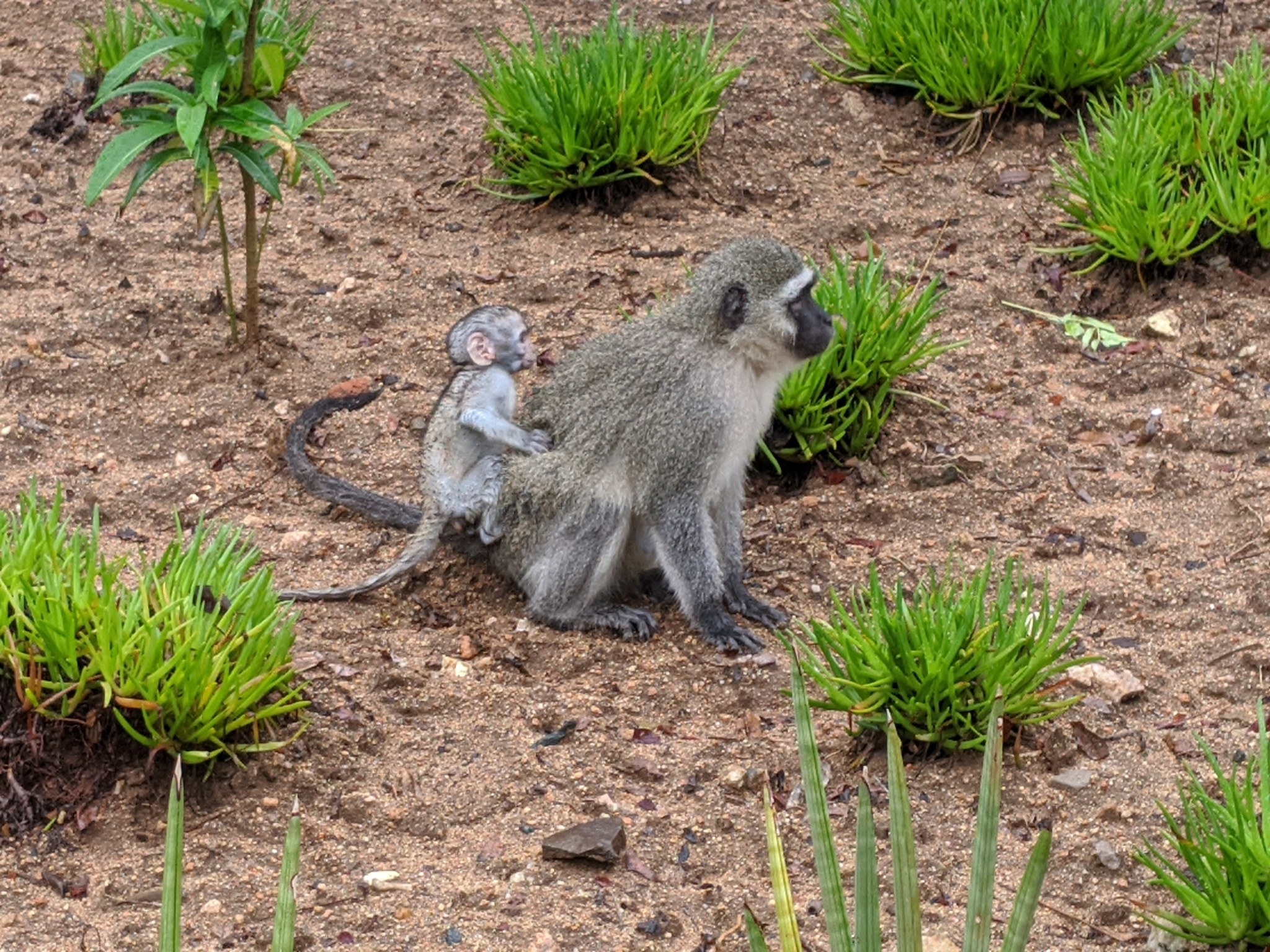 Ein Grüner Meerkatze und sein Baby sitzen auf dem Boden umgeben von Pflanzen, wobei die Mutter das Baby nah an ihre Brust hält und beide neugierige Ausdrücke zeigen.