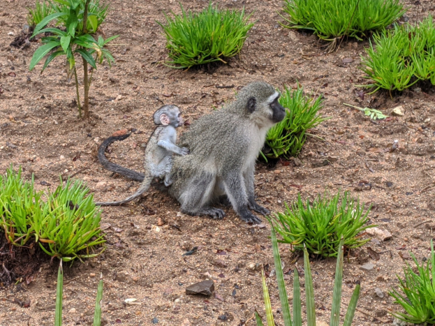 Ein Grüner Meerkatze und sein Baby sitzen auf dem Boden umgeben von Pflanzen, wobei die Mutter das Baby nah an ihre Brust hält und beide neugierige Ausdrücke zeigen.
