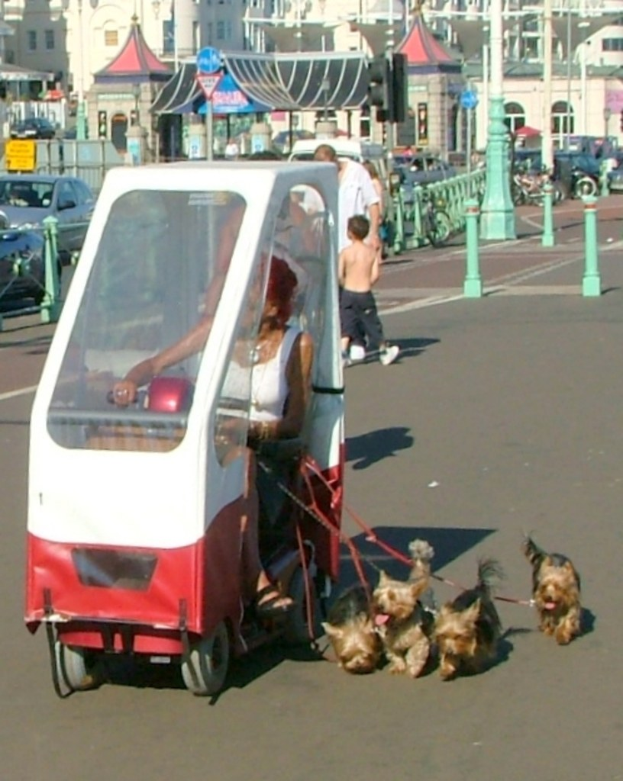 Eine Person in einem Fahrzeug sitzend, die Leinen von Hunden hält, mit Gebäuden und anderen Fahrzeugen im Hintergrund.