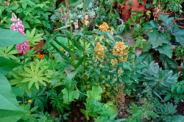 Ein Garten voller verschiedener Pflanzen, darunter mehrere Blumenpflanzen.