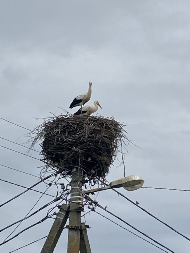 Zwei Weißstörche auf einem Nest auf einem Strommast sitzend, mit einer Straßenlaterne, die sie beleuchtet und Drähte, die entlang des Mastes verlaufen.