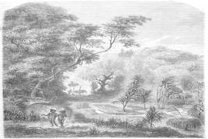 Eine Schwarz-Weiß-Radierung eines Mannes und einer Frau, die durch einen dichten Dschungel gehen, mit Bäumen, Pflanzen und einem Himmel im Hintergrund und einem Text am unteren Rand, der "Der Dschungel des Amazonas" lautet.