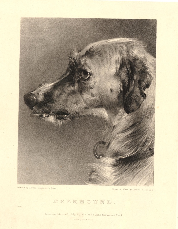 Eine Schwarz-Weiß-Zeichnung eines aufmerksamen Jagdhundes mit einem Halsband, aufgerichteten Ohren und sichtbaren Felldetails, mit Text am unteren Bildrand.