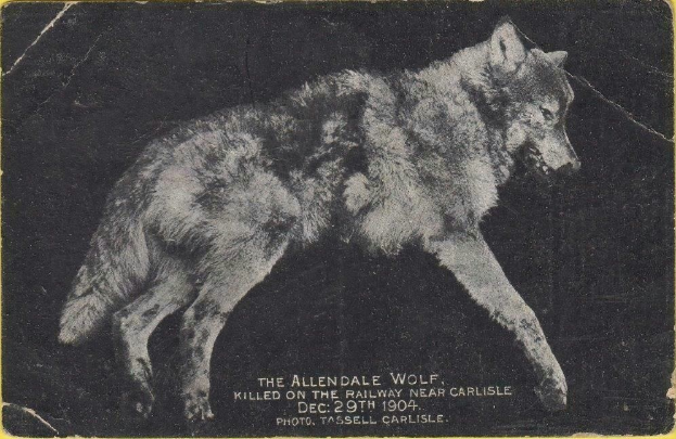 Schwarz-weiß-Foto eines Wolfs auf gelbem Hintergrund mit dem Text "Der Allendale Wolf auf der Eisenbahn in der Nähe von Carlisle getötet" darunter.