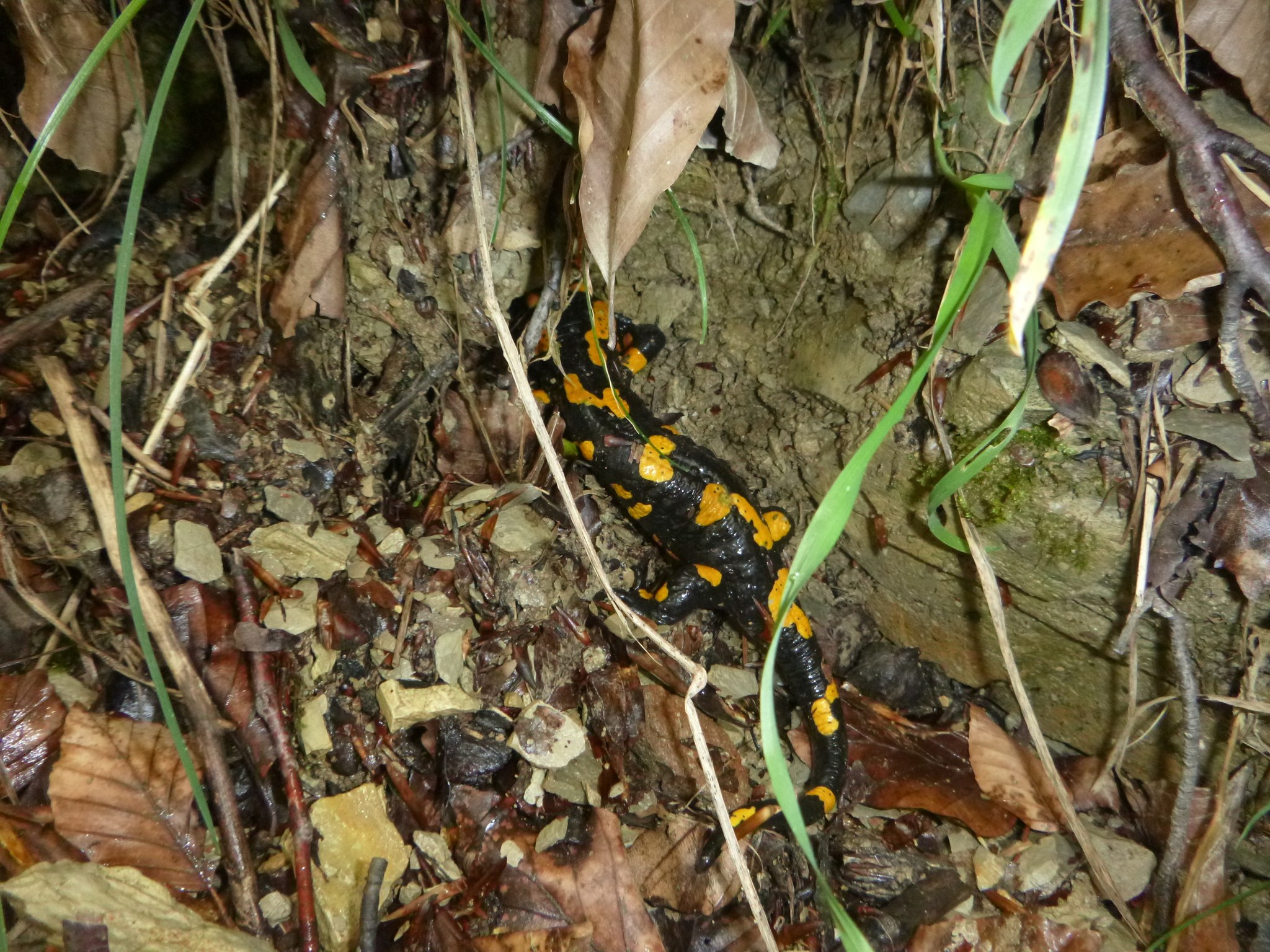 Europ├Ąischer Feuersalamander auf Waldboden zwischen trockenen Bl├Ąttern und Zweigen