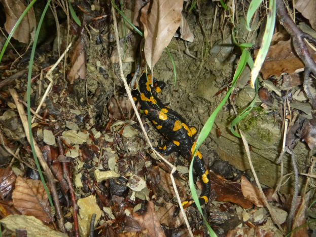 Europ├Ąischer Feuersalamander auf Waldboden zwischen trockenen Bl├Ąttern und Zweigen