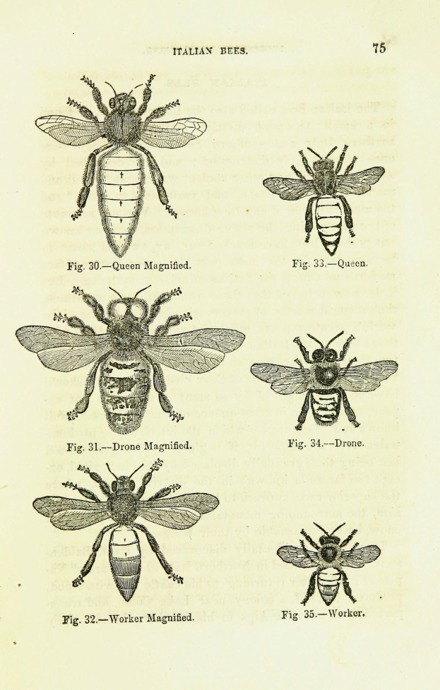 Eine Buchseite mit detaillierten Illustrationen verschiedener Bienenarten, jede mit einzigartigen Merkmalen, begleitet von beschreibendem Text ├╝ber ihre Lebensr├Ąume.