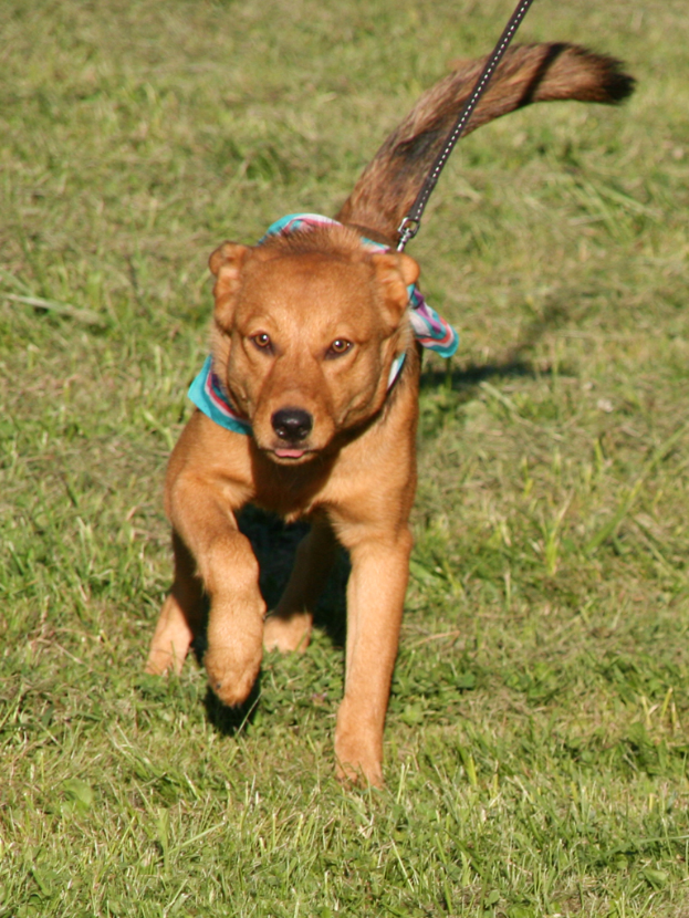 Ein Hund läuft auf einer grünen Wiese und trägt einen Hundegürtel.