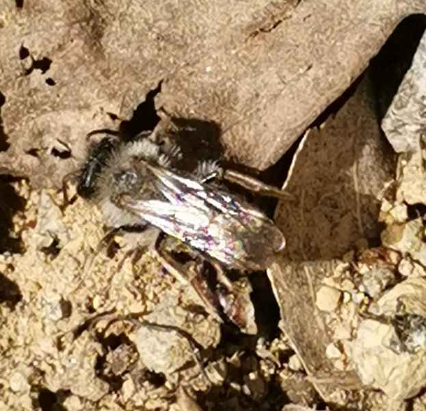 Eine Biene auf dem Boden umgeben von trockenen Blättern.
