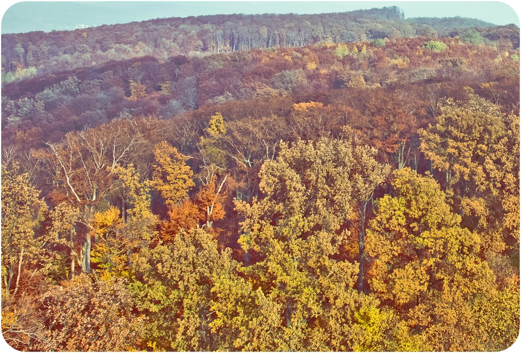 Saftiges Grün mit zahlreichen Bäumen umgeben das Gebiet.