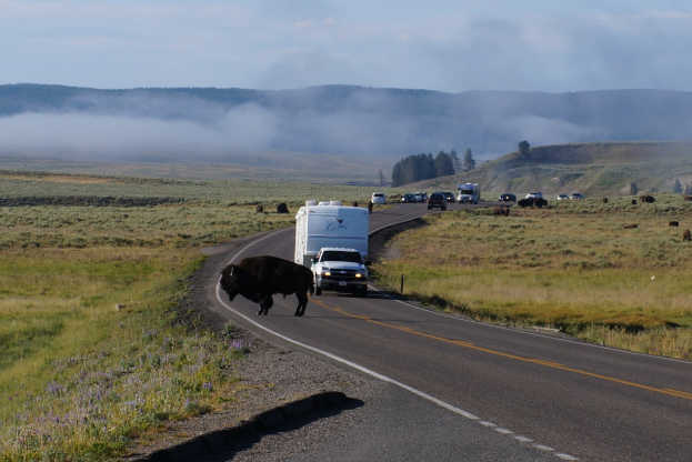 Eine Herde von Bisons, die auf einer Straße neben einem Lastwagen gehen, umgeben von Gras und Pflanzen auf beiden Seiten, mit Bäumen und Höllen im Hintergrund und einem klaren blauen Himmel.