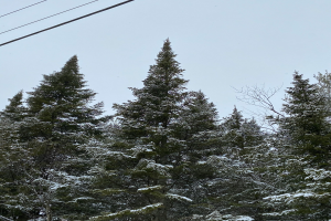 Eine Gruppe schneebedeckter Bäume neben Stromleitungen unter einem klaren Himmel.