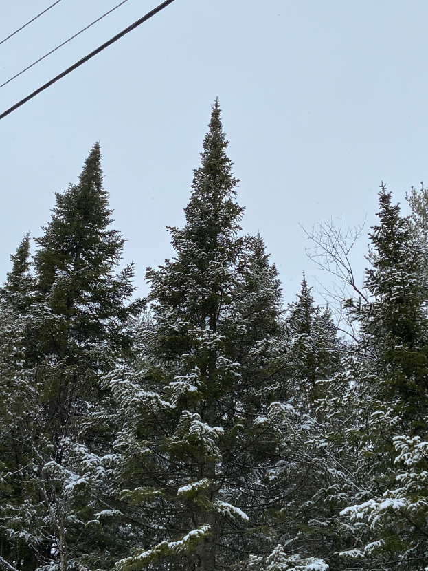 Eine Gruppe schneebedeckter Bäume neben Stromleitungen unter einem klaren Himmel.
