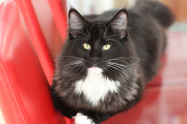 Eine schwarze Katze auf einem roten Stuhl sitzend, die konzentriert etwas anschaut, mit einem unscharfen weißen und braunen Hintergrund.