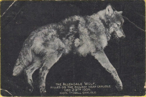 Ein Schwarz-Weiß-Foto eines Wolfs auf gelbem Hintergrund mit der darunter geschriebenen Textzeile "Der Allendale Wolf, der in der Nähe von Carlisle auf dem Bahnhof getötet wurde."
