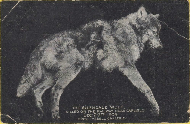 Ein Schwarz-Weiß-Foto eines Wolfs auf gelbem Hintergrund mit der darunter geschriebenen Textzeile "Der Allendale Wolf, der in der Nähe von Carlisle auf dem Bahnhof getötet wurde."