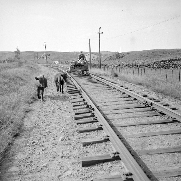 Schwarz-weiß-Foto von zwei Kühen, die auf den Schienen gehen, mit einer Person auf einem Fahrzeug im Vordergrund, Gras und einem Zaun auf beiden Seiten der Schienen und Häusern, Bäumen und Polen im Hintergrund unter dem Himmel.