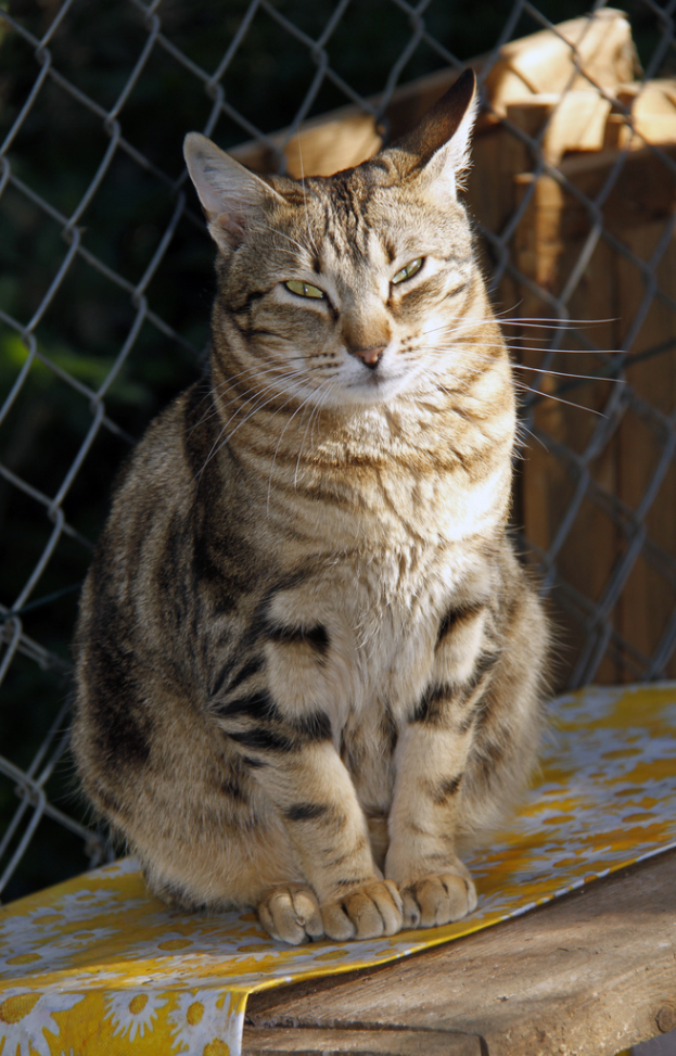 Eine Katze sitzt auf einem gedeckten Holztisch, mit einem Maschendrahtzaun und Holzbrettern im Hintergrund.