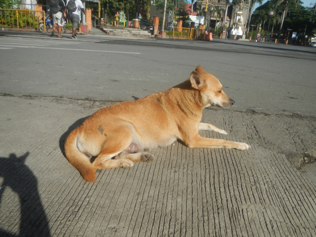 Ein Hund liegt am Straßenrand, umgeben von Menschen, die zu Fuß gehen und Fahrrad fahren, mit Gebäuden, Bäumen, Polen, Straßenlaternen und einem klaren blauen Himmel im Hintergrund.