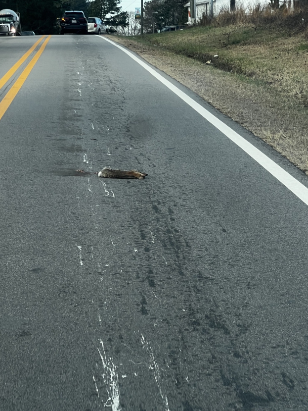 Eine Straße mit Fahrzeugen, Gras, Strommasten, Bäumen und einem Himmel im Hintergrund, mit einem toten Tier in der Mitte der Straße.