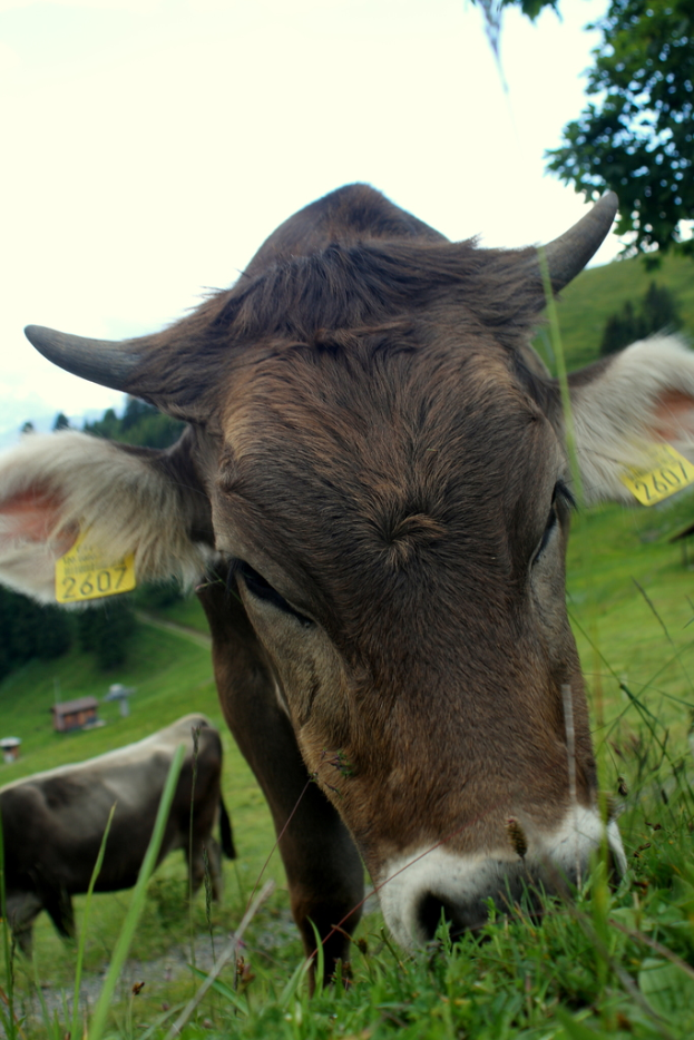 Zwei Kühe auf einer grünen Wiese mit einem Baum im rechten oberen Eck und einem Aufkleber auf dem Gras im Vordergrund.