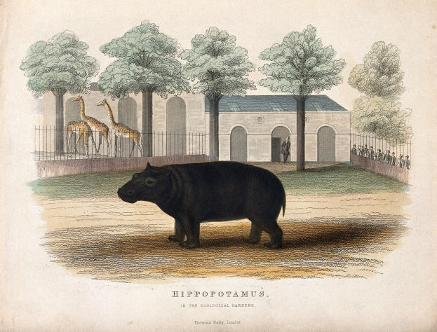 Ein Flusspferd in einem Zoogehege mit Bäumen, einem Zaun, einem Gebäude und ein paar Menschen im Hintergrund, mit Text am unteren Bildrand.