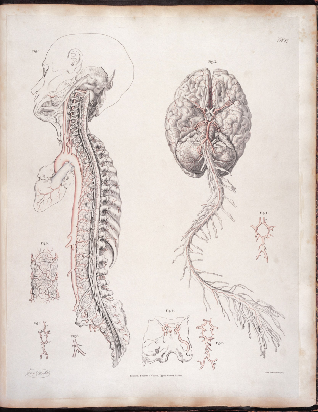Ein offenes altes Buch mit einer detaillierten, lebensechten anatomischen Zeichnung eines menschlichen Gehirns und einer Wirbelsäule mit ausstrahlenden Nerven und Arterien, vor klassischem Text.