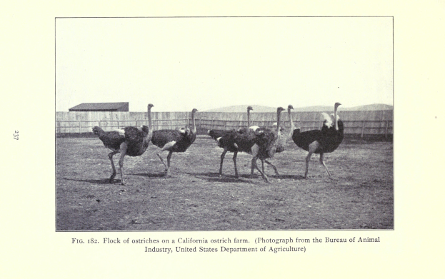 Eine Herde von Straußen auf einer Straußenfarm in Kalifornien, mit einem Zaun, einem Haus und dem Himmel im Hintergrund und Text unten.