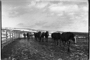 Eine Herde von Pferden, die über ein Feld aus Erde läuft, das von einem Holzzaun umgeben ist, mit Bäumen, Häusern und einem klaren blauen Himmel im Hintergrund.